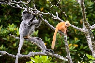 Бако, серебристый лангур с оранжевым детенышем