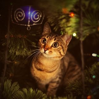 Новогодняя