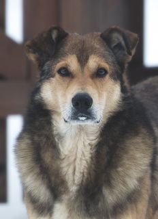 Друг!

Наш друг, наш самый верный друг,
Таких друзей я не встречал не разу.
Мы уезжаем, ты нас с грустью ждёшь.
Мы приезжаем, с радостью встречаешь.

Свободу любишь, никогда,
Её на плен квартирных стен не поменяешь.
Хоть ждёшь, недели, реже месяца,
Но верно ждёшь, и дом наш охраняешь.

Тебя в деревне все зовут Дружком,
И любят все, наверное не меньше.
Но лишь заметив фар брезжащий свет,
Ты рысью мчишься нам навстречу.

Ты охраняешь нас и наших мелких псов,
И пса родителей – огромную овчарку.
Всегда ты с нами, ночью, утром, днём,
И на лыжне, бывает даже в бане.

Спасибо друг за дружбу и за то,
Что учишь нас как в жизни быть должно:
За преданность за верность и любовь,
За не однажды пролитую кровь…