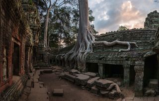 И на камнях растут деревья...