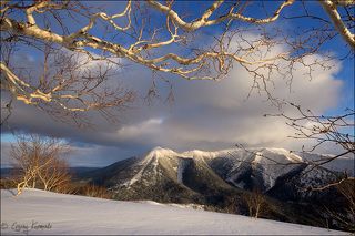 Под ветвями каменной березы