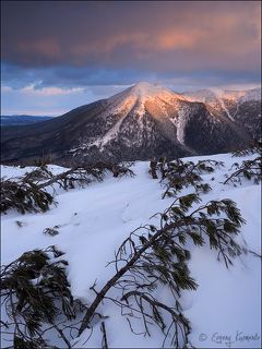 Язычница и стланик