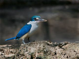 1.