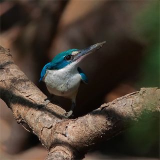 2.