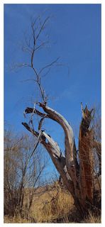 Сожженные ивы