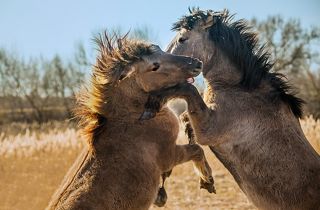 поединок жеребцов
