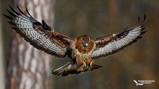 Канюк (Buteo buteo) Common Buzzard