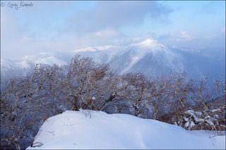Выглядывает из тумана