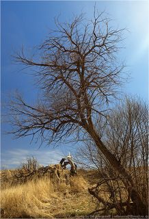 12:52 Сожженные ивы