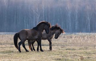 Молодые самцы красуются