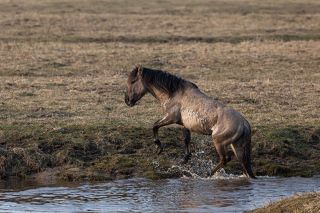 Лошади легко преодолевают водные преграды