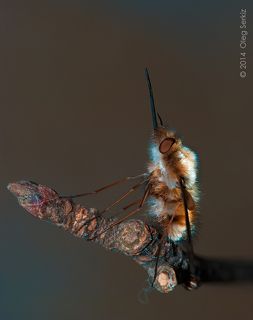 Муха думающая только о себе