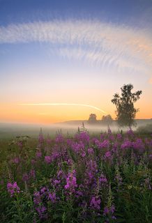 Летняя фантазия. Подмосковье. Июль