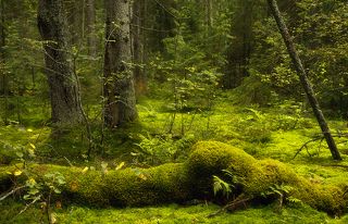 Шишкин лес. Селигер. Август