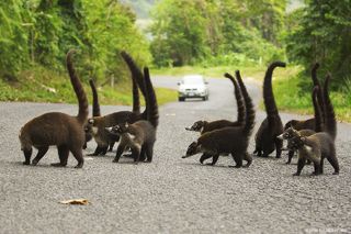 Коати - млекопитающее из рода носух семейства енотовых.  Обитают в странах обоих американских континентов. Обычно держатся группами от 5 до 40 особей.