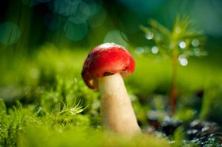 Little Red Riding Hood