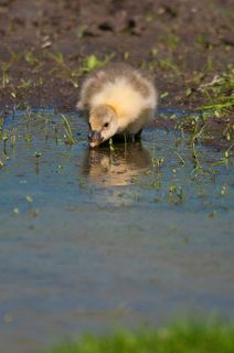 Кто-то пытался разглядеть свое отражение в не очень гладкой поверхности воды...