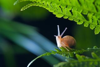 Королева улиток