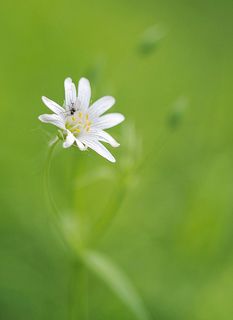 Fuji X-Pro 1, Leica Macro-Elmarit 60/2.8
