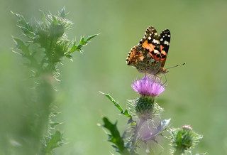 КРАСАВИЦА И ЧУДОВИЩЕ.