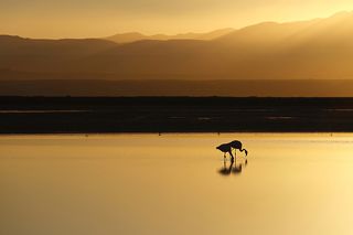 Лагуна Чаха: Расположенная в национальном заповеднике Лос-Фламенкос, Чаха – одна из множества лагун и озер на территории солончака Атакама (3 000 кв. км.). 
Это уникальное место, где можно увидеть один из трех редких видов фламинго, которые питаются здесь артемиями (вид мелкой креветки). Высота: 2300 метров над уровнем моря.