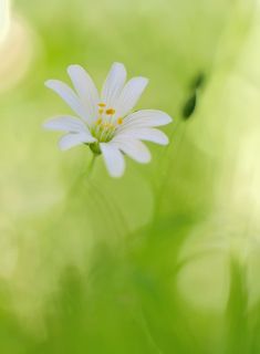 Fuji X-Pro 1, Leica Macro-Elmarit 60/2.8