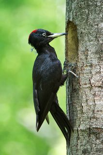 Желна. Самка.