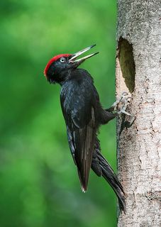 Желна. Крик самца.