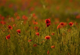 Літній дощ.