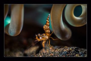 Indonesia. Bali. Scuba Seraya.