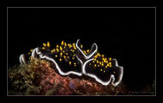 Indonesia. Bali. Scuba Seraya.