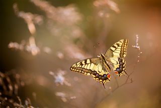 Papilio machaon