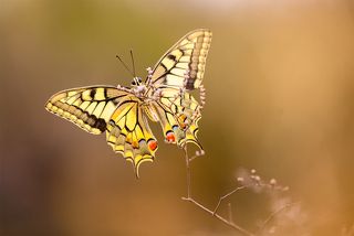 Papilio machaon
