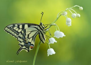 Оседлавшая ландыш