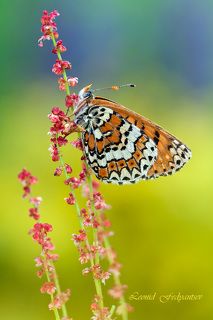 Палитра летнего луга