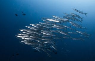 Полосатый рейс