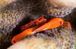 Подглядывающий