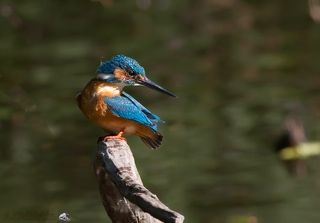 Высматривает добычу. Перед броском.