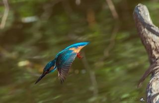 Стремительный бросок за рыбкой.