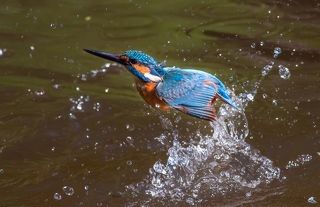 Промах! На исходную позицию.
