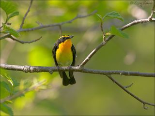 На веточке ольхи