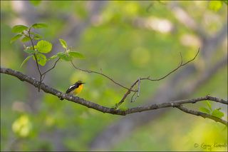 На берегу лесной речки