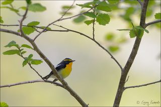 Японская мухоловка в японском стиле