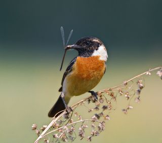 Самец. Красуется.