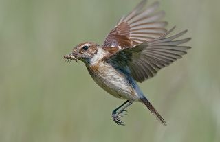 Самка в полёте.