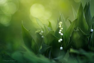 The Wonders of Spring Forest