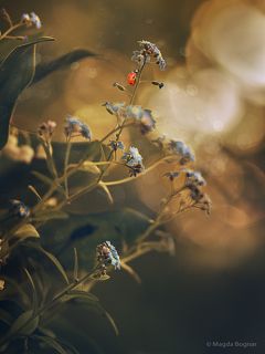 Sunset in the Forest