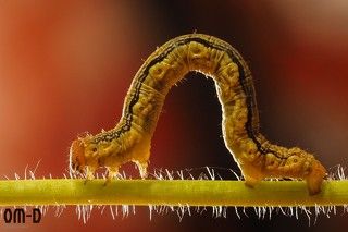 Если честно, я видела много раз, как муравьи затаскивают гусеницу в муравейник. Но саму драку увидела впервые. Более того, я не сомневалась, что победит муравей!