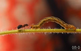 Муравей ходил кругами пару минут, затем резкий бросок