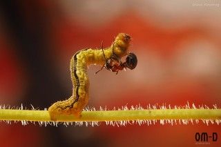 И началась битва. Мои фотографии все же не передают всей стремительности боя. Гусеница с поразительной скоростью мотала муравья из стороны в сторону